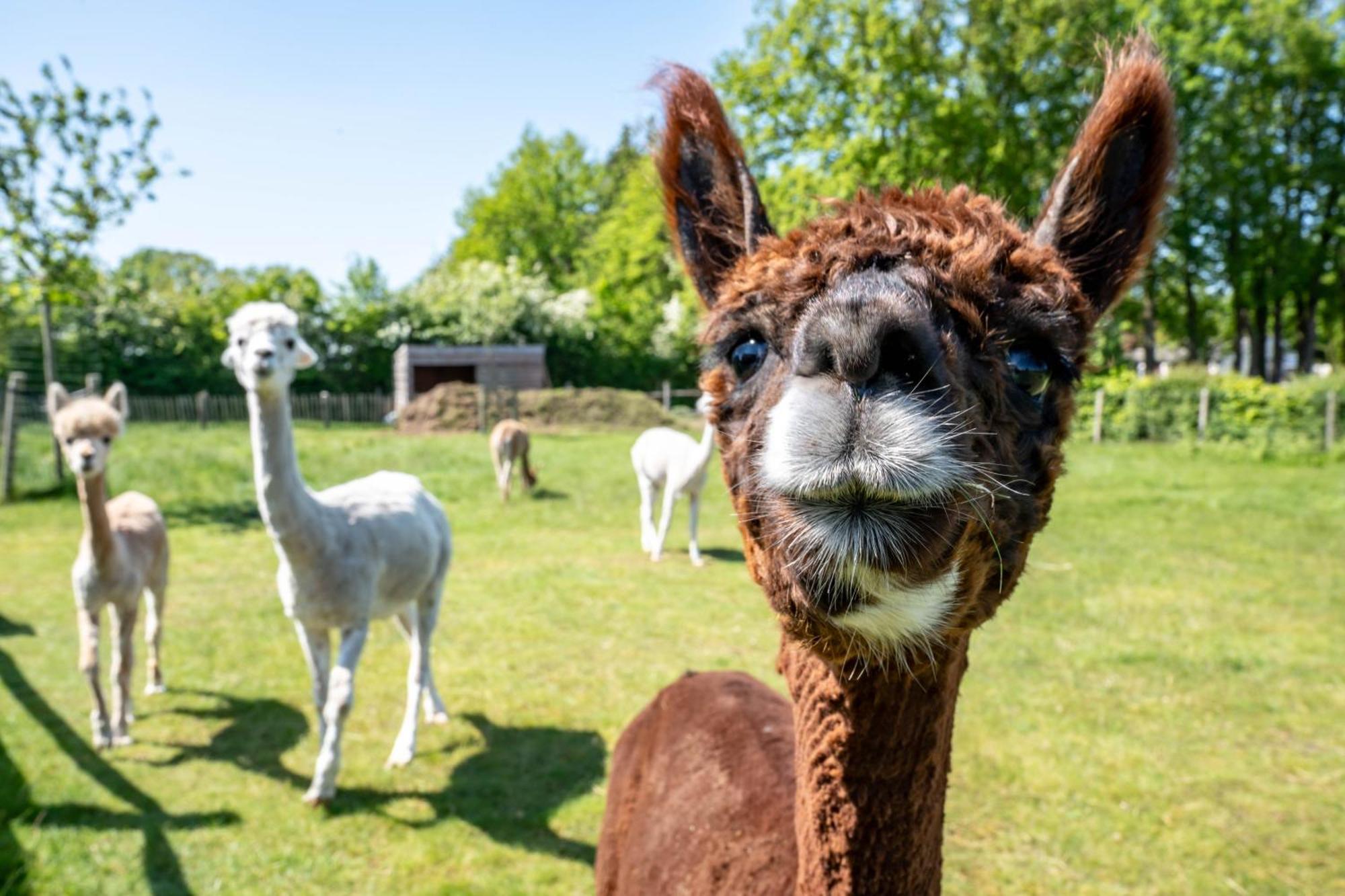 Hoeve Den Akker - Luxueuze Vakantiewoningen Met Privetuinen En Alpaca'S Nabij Brugge, Damme, Knokke, Sluis En Cadzand Dış mekan fotoğraf