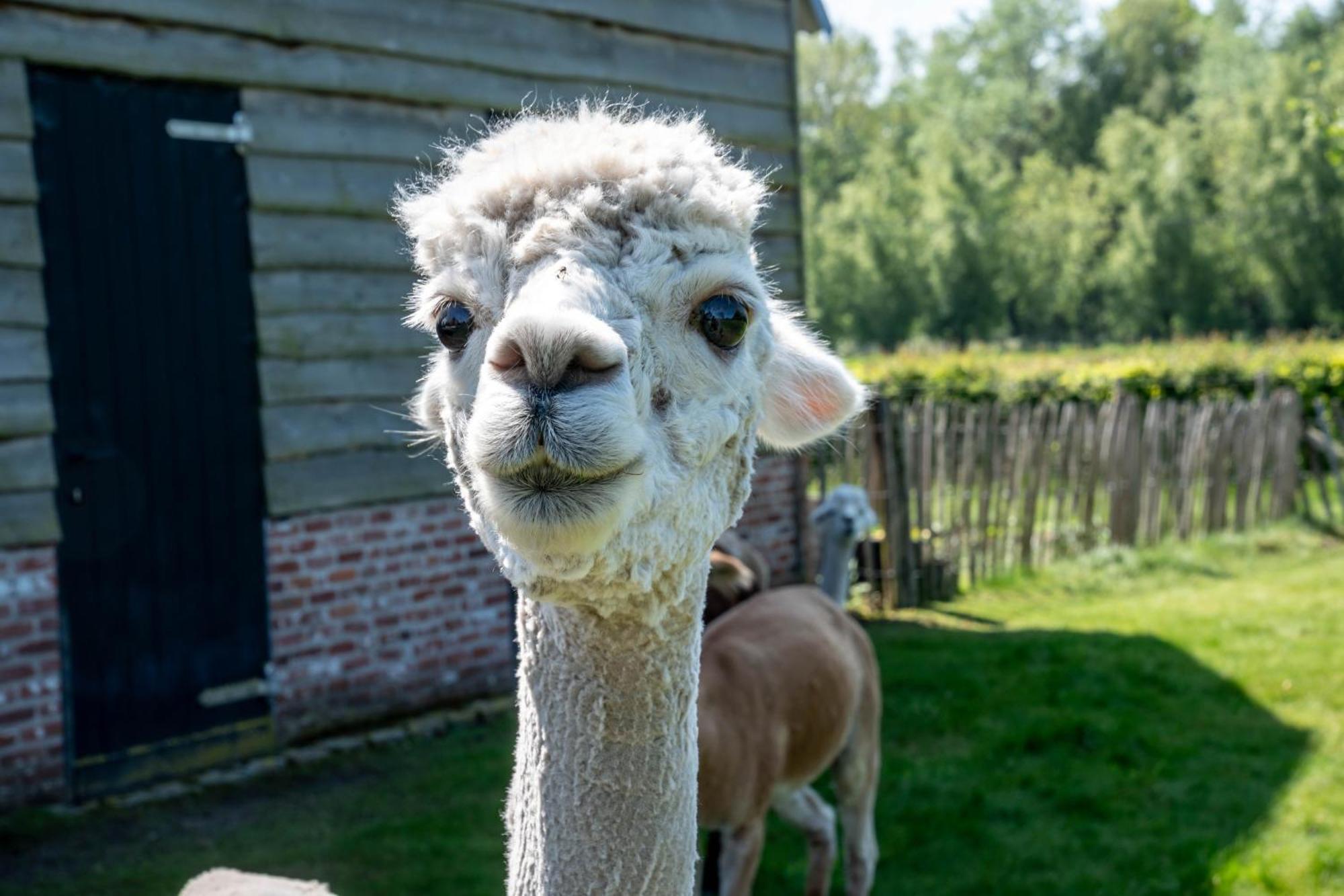 Hoeve Den Akker - Luxueuze Vakantiewoningen Met Privetuinen En Alpaca'S Nabij Brugge, Damme, Knokke, Sluis En Cadzand Dış mekan fotoğraf