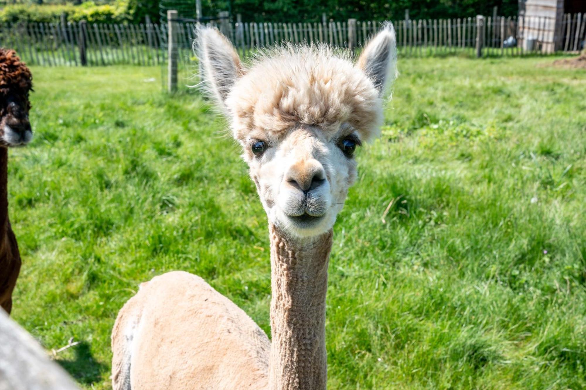 Hoeve Den Akker - Luxueuze Vakantiewoningen Met Privetuinen En Alpaca'S Nabij Brugge, Damme, Knokke, Sluis En Cadzand Dış mekan fotoğraf